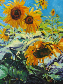 Dunnville Sunflowers