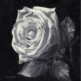 Special White Rose